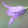 pic_simay_photo1.jpg