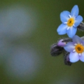 pic_simay_photo4.jpg